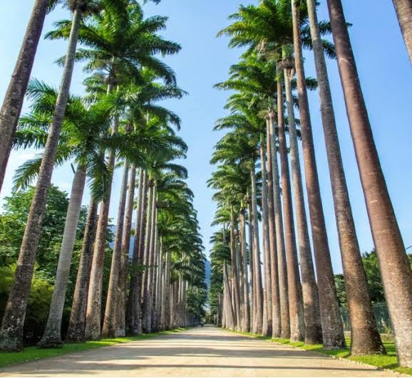 Jardim Botânico